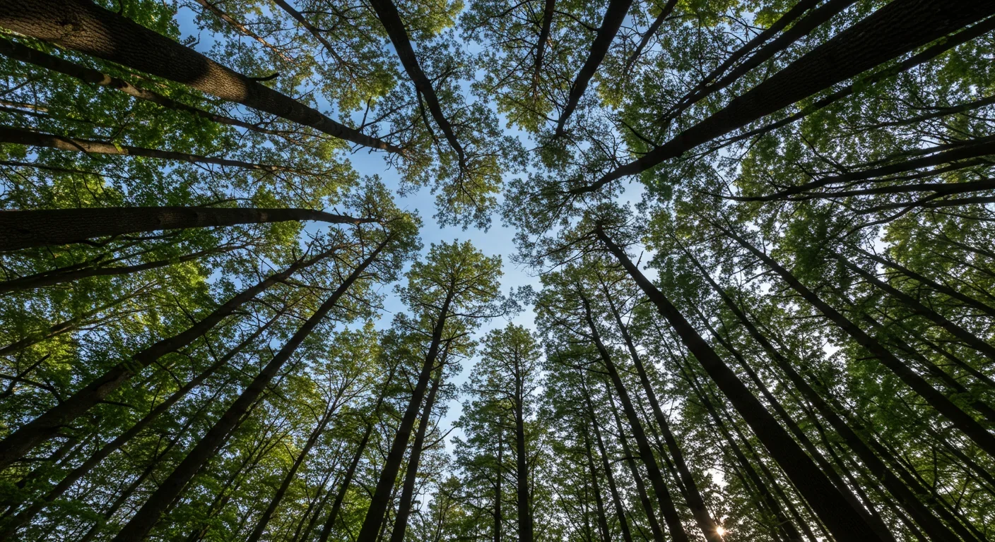 Crown Shyness: Why Tree Canopies Keep Their Distance